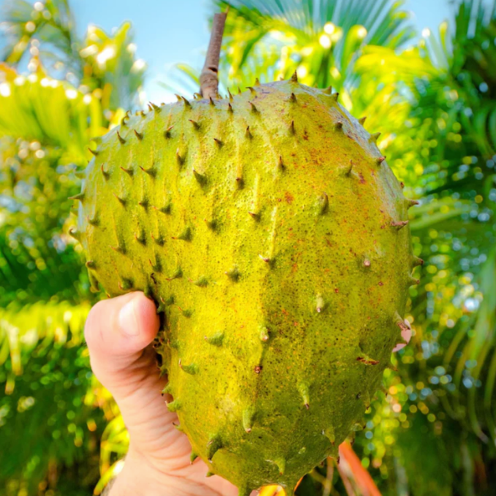 Wildcrafted Soursop Gummies
