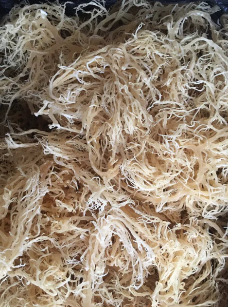 Wildcrafted Irish Sea Moss Dr Sebi Grade! Chondrus Crispus
