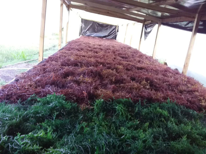 Wildcrafted Irish Sea Moss Dr Sebi Grade! Chondrus Crispus