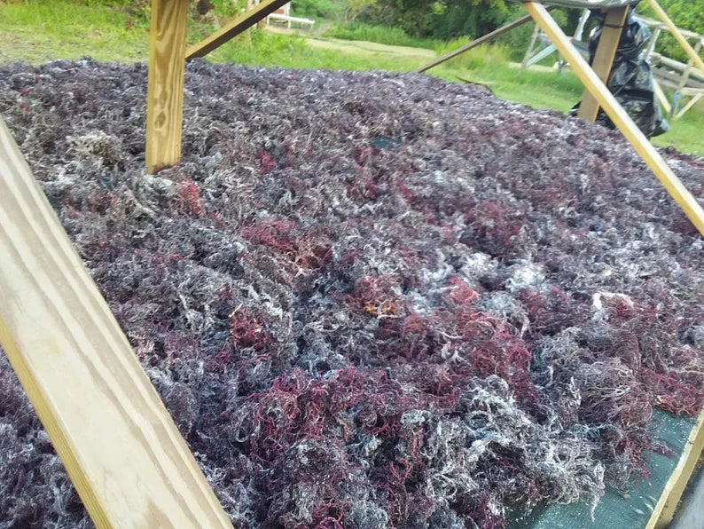 Wildcrafted Irish Sea Moss Dr Sebi Grade! Chondrus Crispus