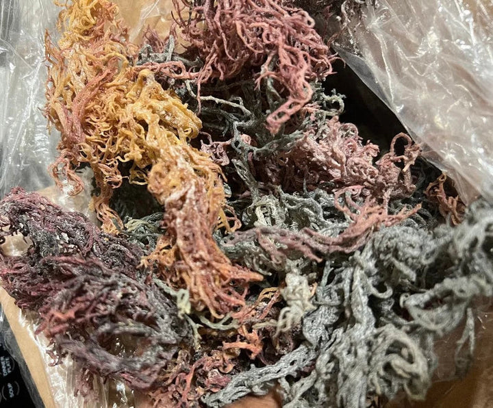 Wildcrafted Irish Sea Moss Dr Sebi Grade! Chondrus Crispus